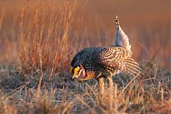 Sharp-tailed Grouse